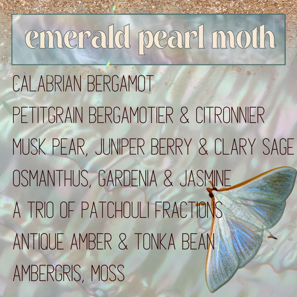 Emerald Pearl Moth (April 2023 Monthly Moth)
