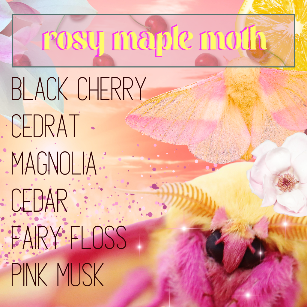 Rosy Maple Moth