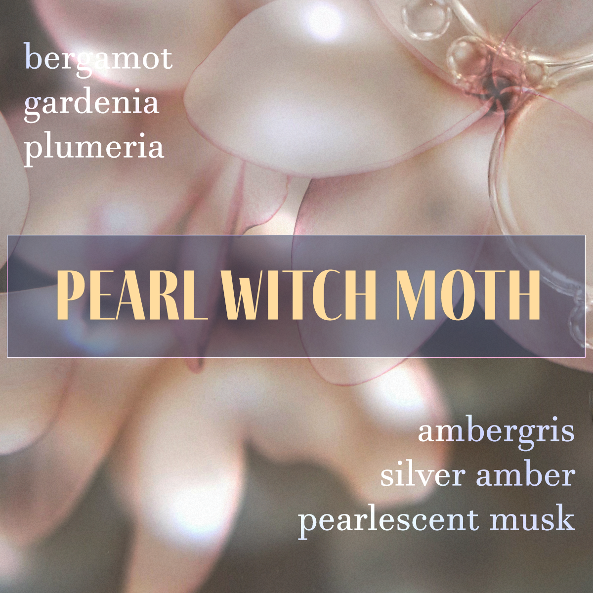 Pearl Witch Moth