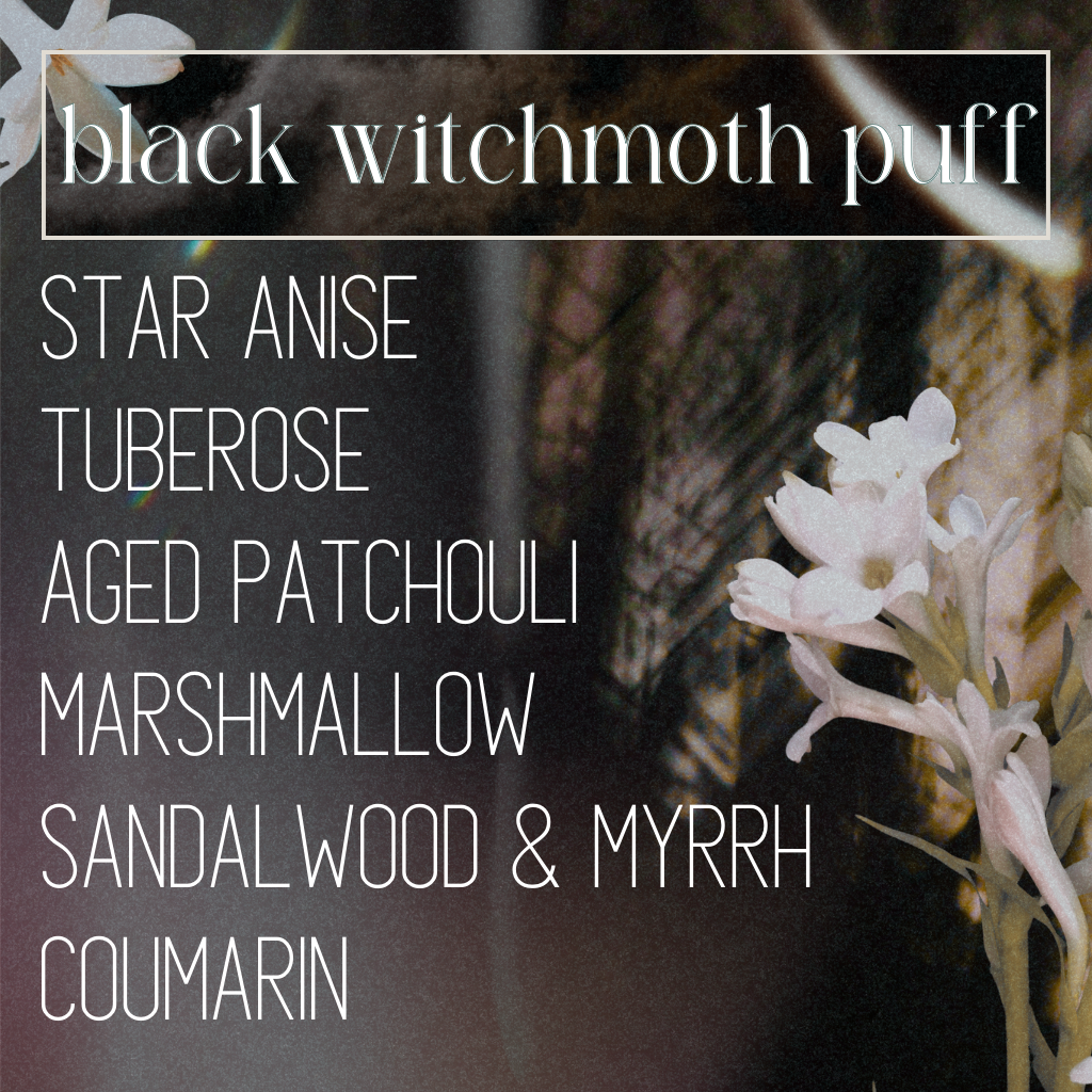 Black Witch Moth