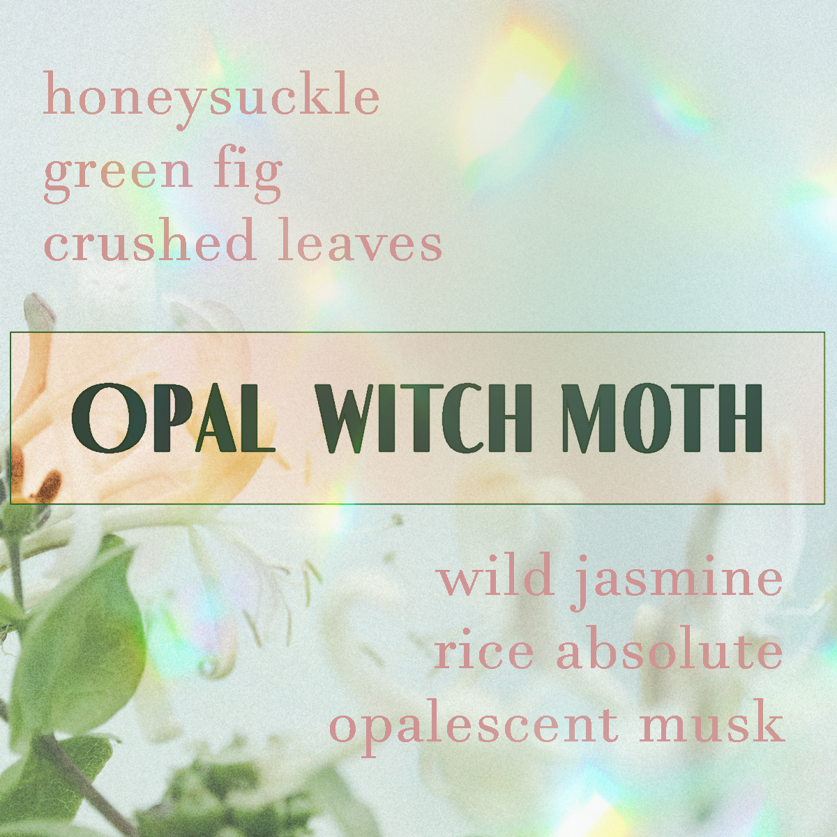 Opal Witch Moth