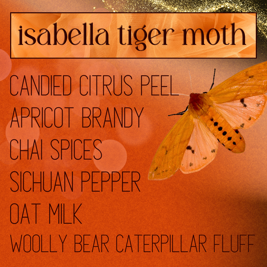 Isabella Tiger Moth