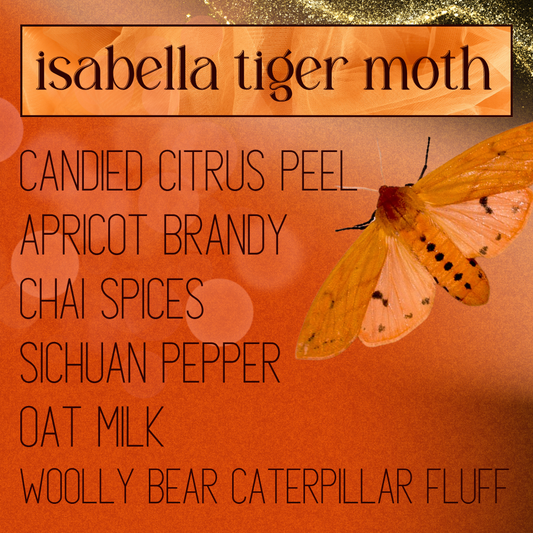 Isabella Tiger Moth