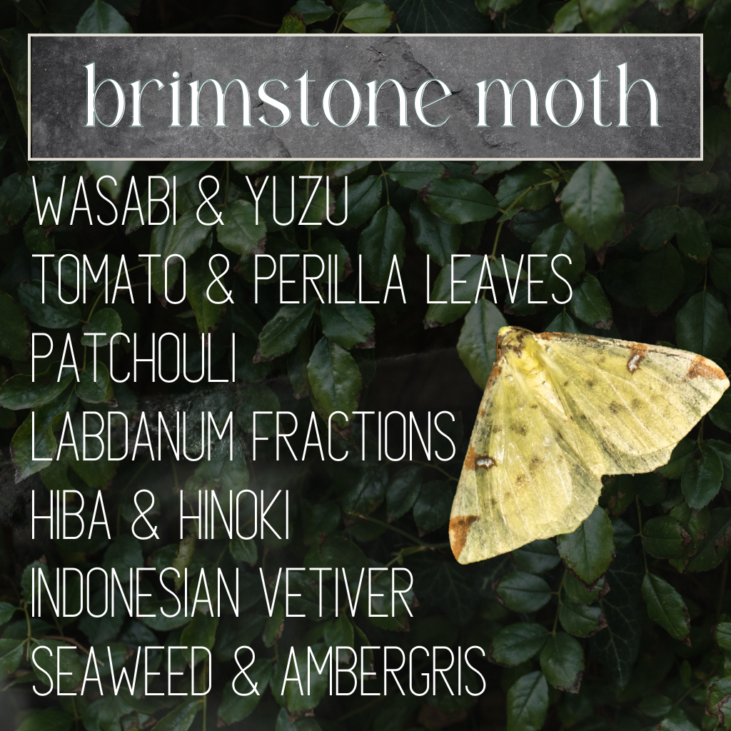 Brimstone Moth