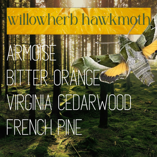 Willowherb Hawkmoth