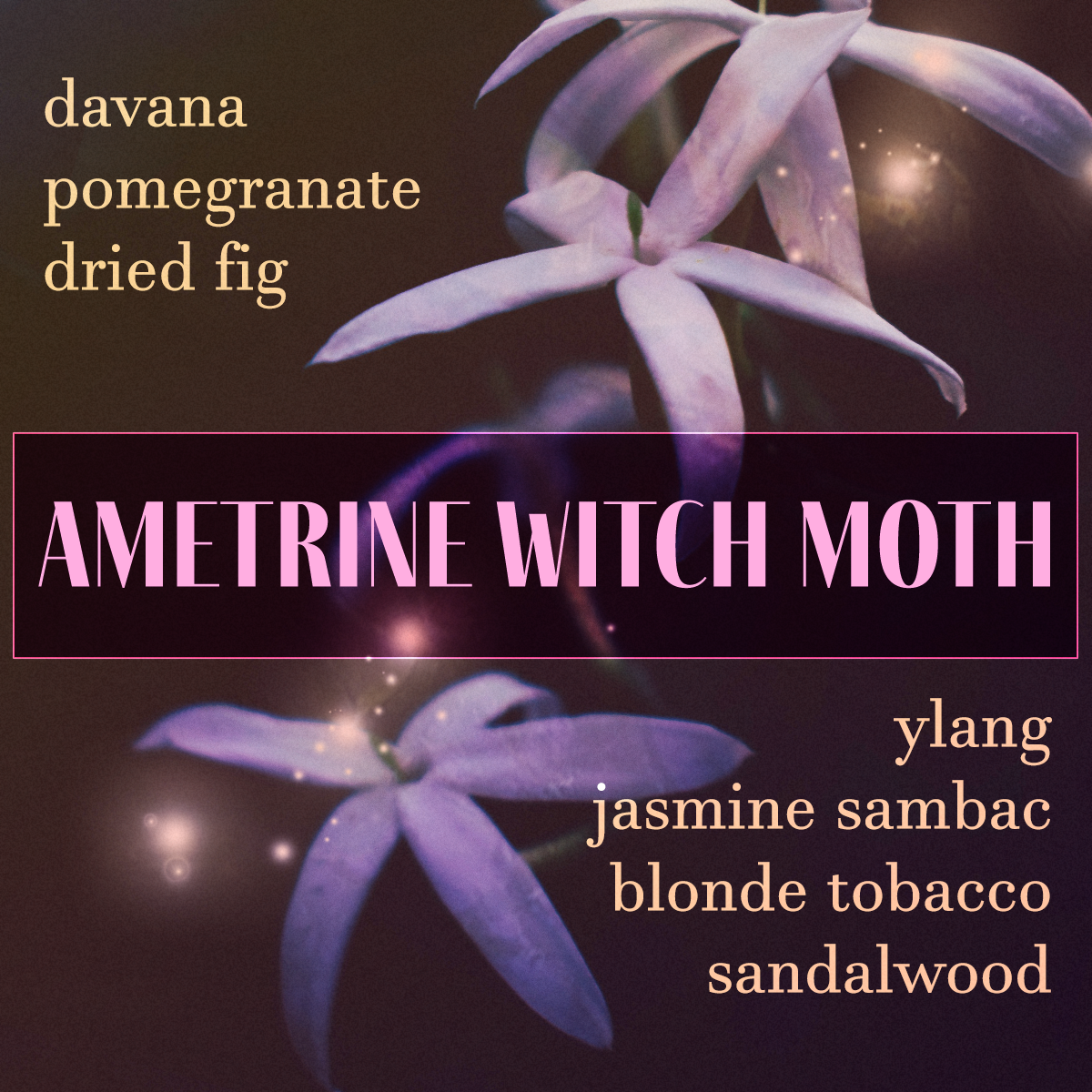 Ametrine Witch Moth