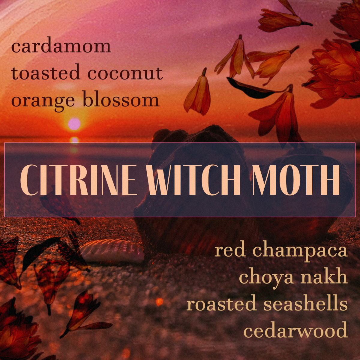Citrine Witch Moth